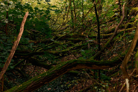 Making Mother Nature a Shareholder