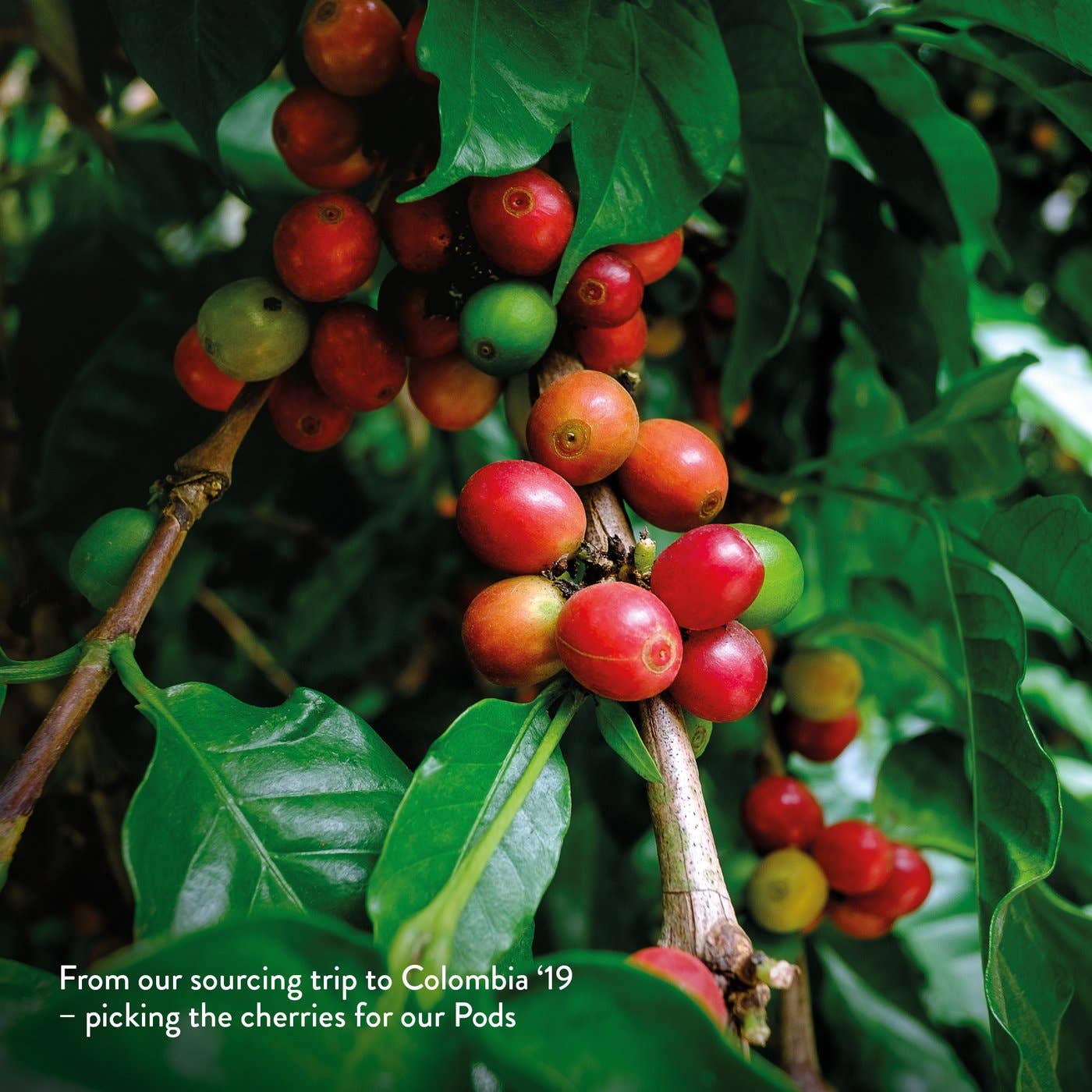 Kiss the Hippo House Blend Organic Pods