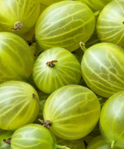 Single Variety Co Invicta Gooseberry Preserve 225g, shown from a different angle.