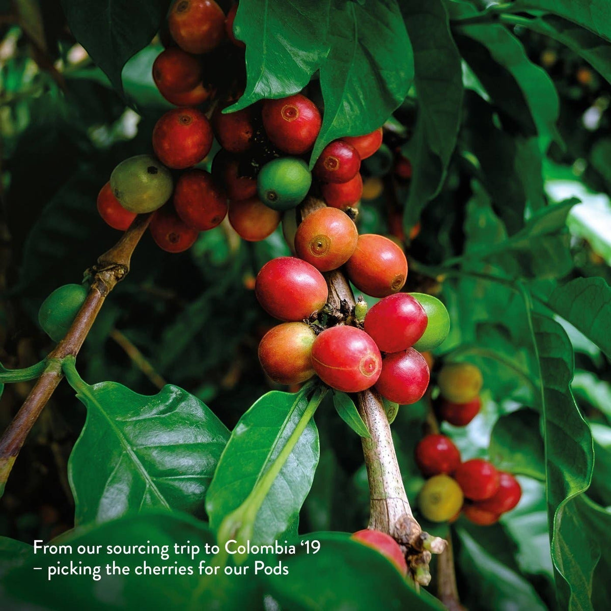 Kiss the Hippo organic coffee cherries ripening on a branch during a sourcing trip in Colombia