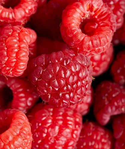 Single Variety Co Maravilla Raspberry Preserve, shown from a different angle.