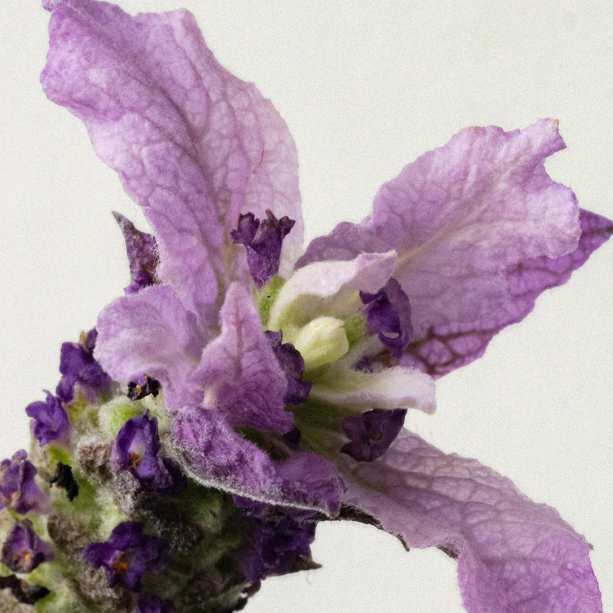 Close-up of a vibrant purple lavender flower representing the relaxing scent of The Lab Co laundry detergent strips.