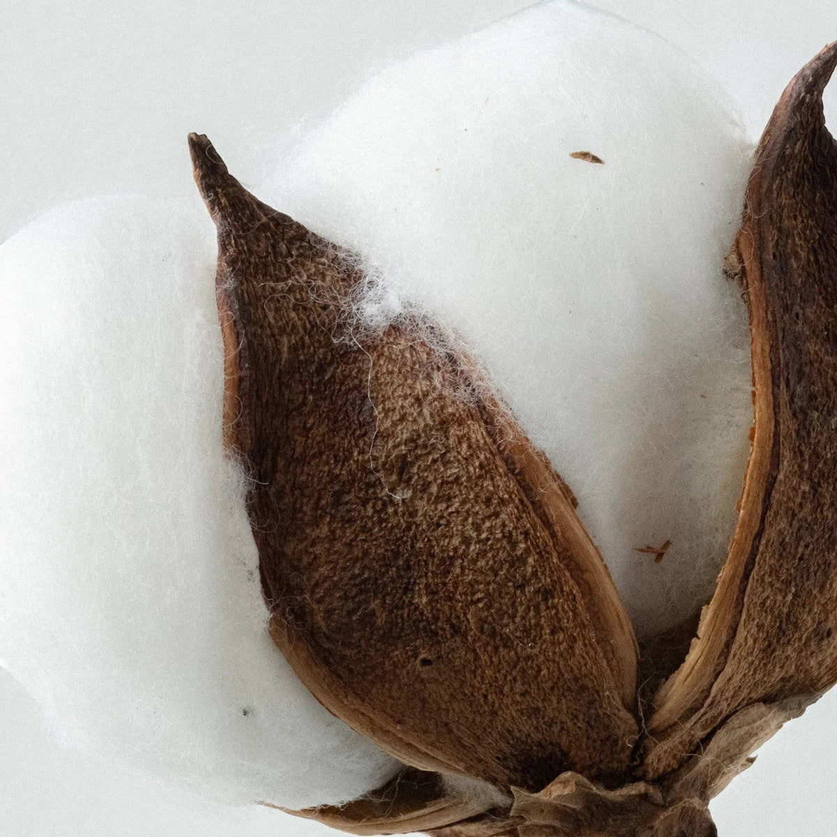 The Lab Co Relaxing Laundry Detergent Strips featuring a close-up of soft white cotton bolls for a natural clean scent