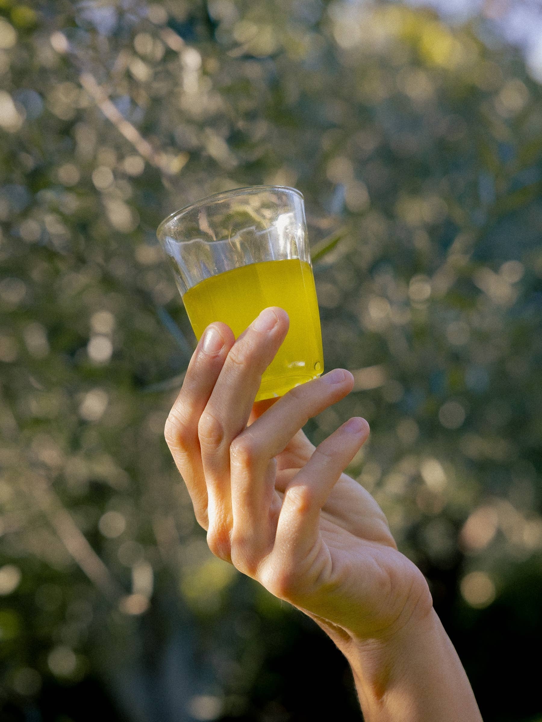 Honest Toil UK extra virgin olive oil in a small glass held up to the sunlight against an olive grove background