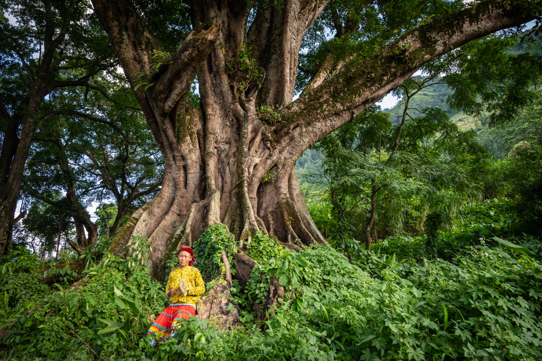 Image created by H'mong woman sitting under a Banyan Tree near Dong Van, in Ha Giang Province in Vietnam