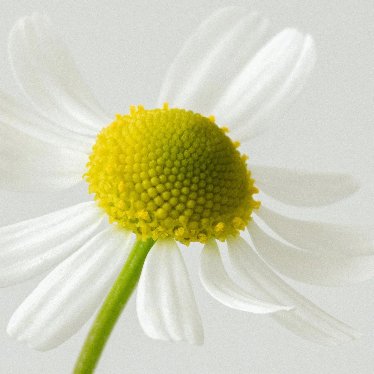 The Lab Co. soothing laundry detergent strips featuring a calming chamomile flower scent profile