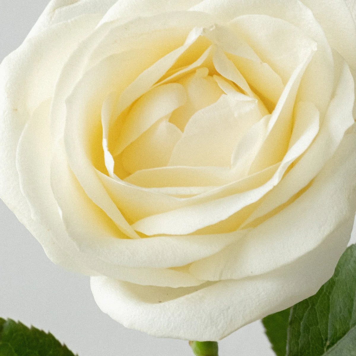 The Lab Co. soothing laundry detergent strips featuring a delicate white rose scent profile